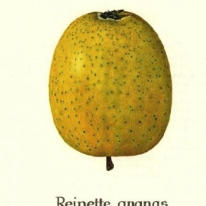 Ananas Reinette9