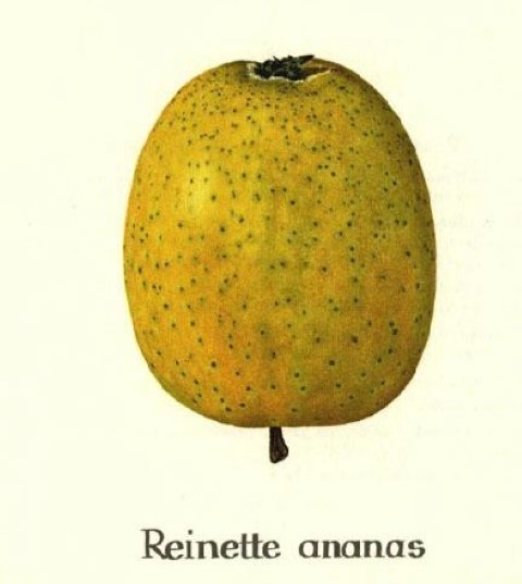 Ananas Reinette9