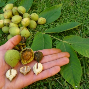 Juglans ailantifolia cordiformis