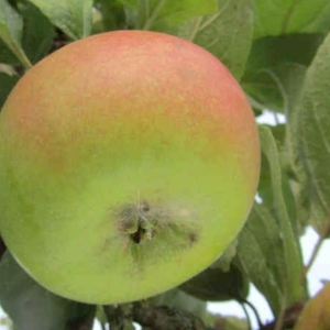 Reinette de Wattripont