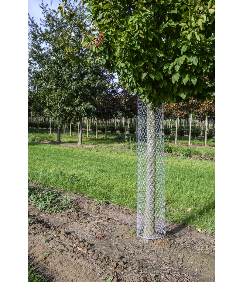 Boomharnas – Bescherming voor fruitbomen in de weide