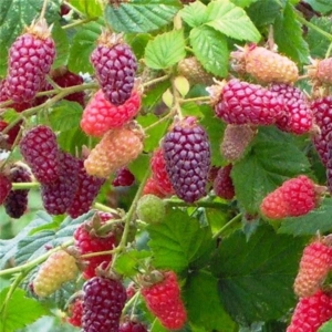 Tayberry Buckingham Thornless